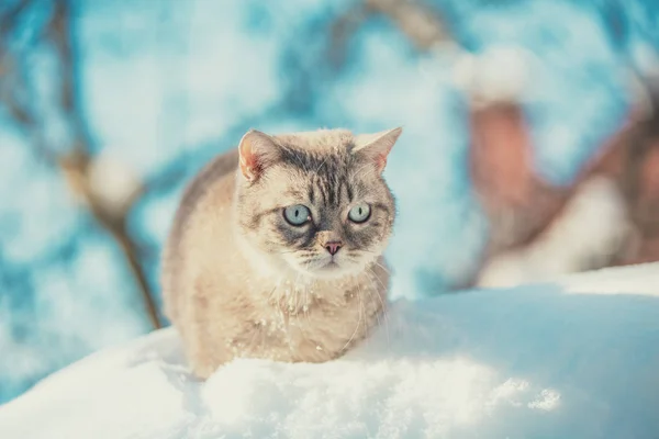 Şirin Siyam Kedi Derin Karda Yürüme — Stok fotoğraf