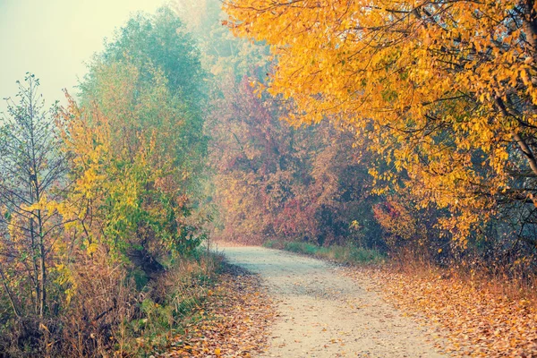Επαρχιακό Δρόμο Καλυμμένο Πεσμένα Φύλλα Φθινόπωρο Misty Πρωί — Φωτογραφία Αρχείου
