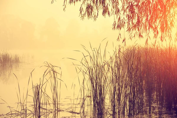 Misty Morning Lake Sunrise Wild Nature Mystical Feeling — Stock Photo, Image