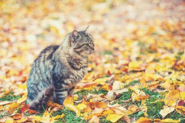 Açık havada oturma düşen yapraklar sonbaharda şirin çizgili kedi