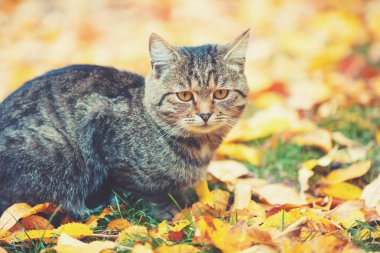 Açık havada oturma düşen yapraklar sonbaharda şirin çizgili kedi