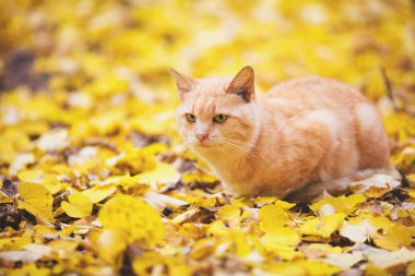 Kırmızı kedi üzerinde düşen yapraklar sonbaharda açık havada yürüyüş