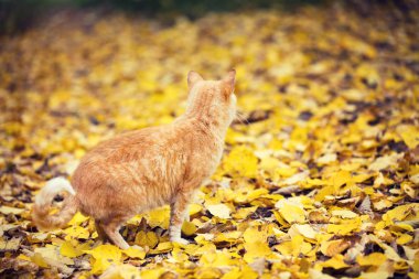 Kırmızı kedi üzerinde düşen yapraklar sonbaharda açık havada yürüyüş