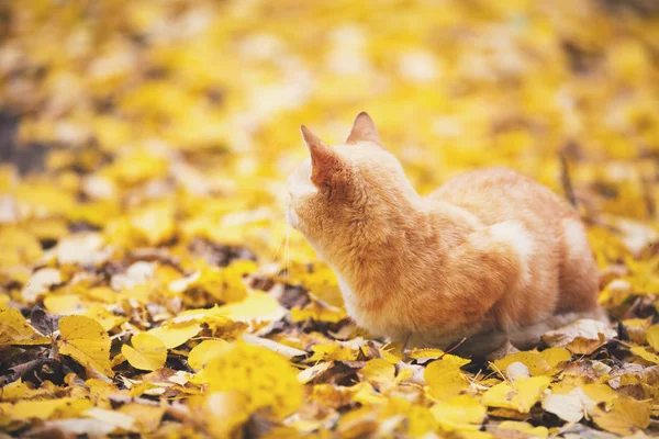 Красная Кошка Осенью Гуляет Опавшим Листьям — стоковое фото