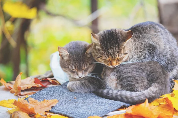 Dois Gatos Adormecidos Gatos Deitados Pomar Outono — Fotografia de Stock