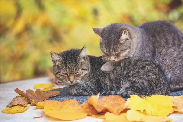 Dois Gatos Adormecidos Gatos Deitados Pomar Outono — Fotografia de Stock