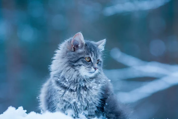 Portréja Egy Szürke Szibériai Macska Kint Téli Erdőben Kék Tónusú — Stock Fotó