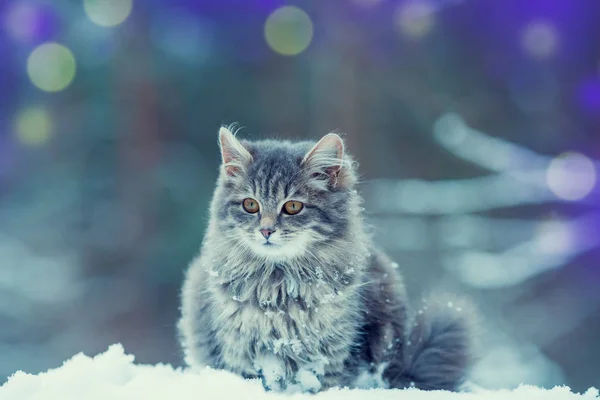 Retrato Gato Siberiano Cinza Livre Uma Floresta Inverno Azul Tonificado — Fotografia de Stock