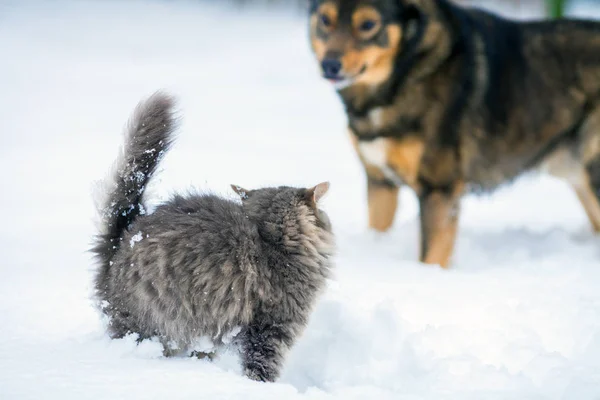 Liten Kattunge Och Stora Hund Spelar Tillsammans Snön — Stockfoto