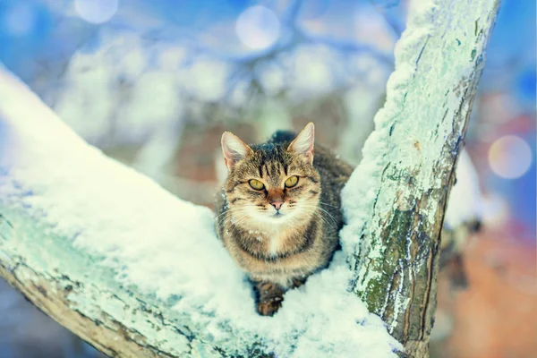 Cat Sits Snow Covered Tree Winter — Stock Photo, Image