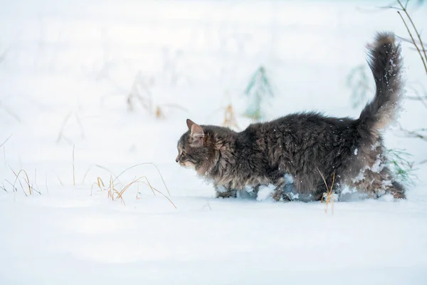 Dikey Gri Siberian Kedi Dışarıda Kışın Derin Karda Yürüme — Stok fotoğraf