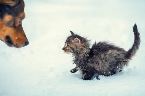 Маленький Котенок Большая Собака Играют Вместе Снегу — стоковое фото