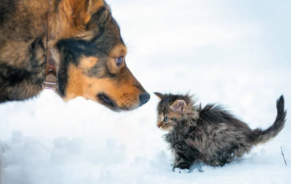 Pequeño Gatito Gran Perro Jugando Juntos Nieve — Foto de Stock