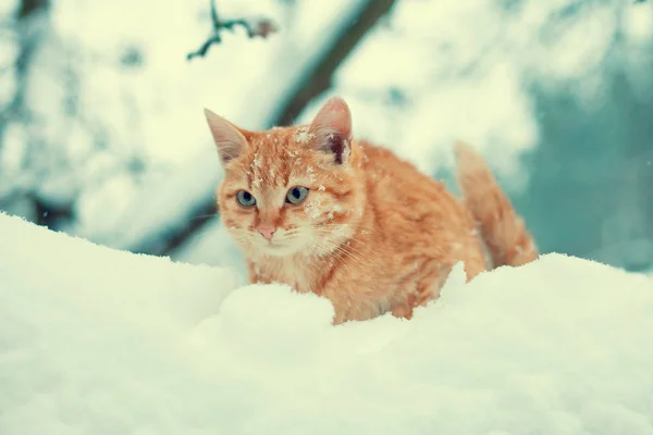 Ginger Kitten Walking Tree Covered Snow — Stock Photo, Image