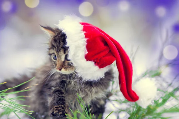 Μικρό Γατάκι Ένα Καπέλο Βασίλη Δίπλα Στο Χριστουγεννιάτικο Δέντρο — Φωτογραφία Αρχείου