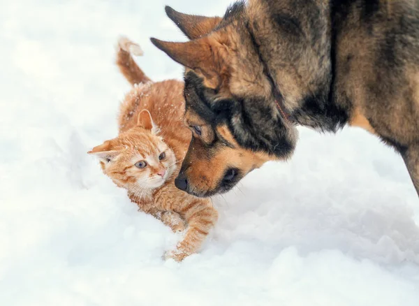Kutya Vörös Macska Játszik Együtt Szabadtéri Télen Hóban — Stock Fotó