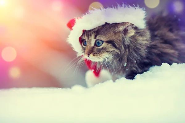 Klein Katje Een Kerstman Hoed Sneeuw — Stockfoto