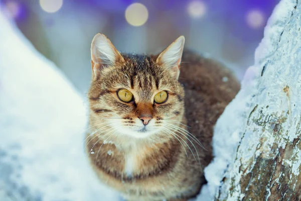 冬天猫坐在被雪覆盖的树上 — 图库照片