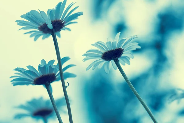 Vintage Fiori Camomilla Selvatica Contro Cielo Del Tramonto Vista Dal — Foto Stock