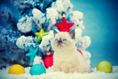 Kar köknar ağacı Noel dekorasyonu ile yanında oturan sevimli yavru kedi.