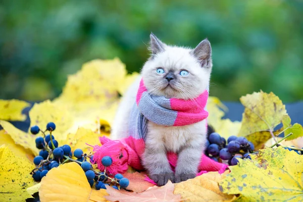 Herfst Portret Van Het Kleine Kitten Dragen Roze Grijs Breien — Stockfoto