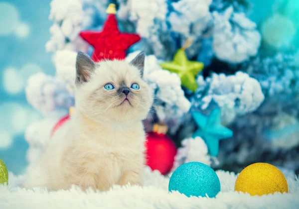 크리스마스 장식으로 전나무 근처에 앉아있는 고양이 — 스톡 사진