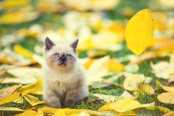 Маленький Котенок Осенью Сидит Осенних Листьях — стоковое фото