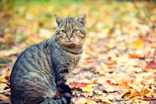 Kot Siedzi Liściach Jesienią — Zdjęcie stockowe