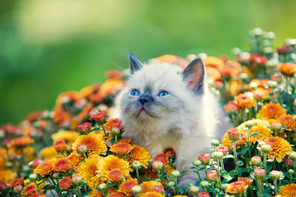 Lindo Gatito Flores Margarita Naranja — Foto de Stock