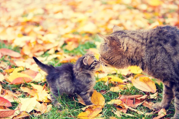 Μητέρα Γάτα Και Μικρό Γατάκι Οσφραίνομαι Κάθε Άλλη Εξωτερική Φθινόπωρο — Φωτογραφία Αρχείου