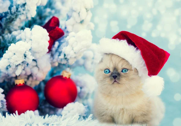 圣诞场景小猫戴着圣诞老人的帽子坐在蓬松的毯子附近装饰冷杉树 — 图库照片