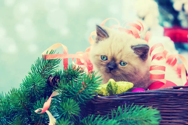 クリスマスのストリーマーに巻き込まれかわいい子猫は バスケットに座っています 子猫の装飾が施されたモミの木のそばに座って — ストック写真