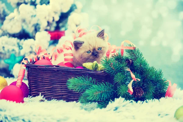 Roztomilé Koťátko Zamotá Vánoc Návazce Sedí Koši Kotě Sedí Poblíž — Stock fotografie