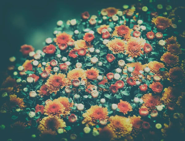 Fond Fleur Vintage Floraison Fleurs Dans Jardin — Photo