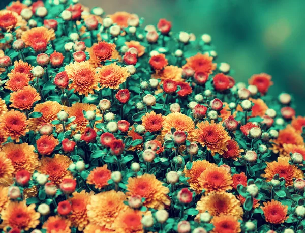 Flores Florescentes Jardim — Fotografia de Stock