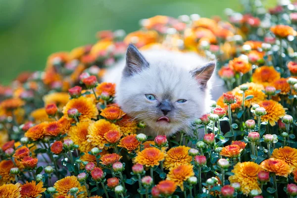 Niedliches Kleines Kätzchen Orangefarbenen Gänseblümchen Blüten — Stockfoto