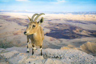İsrail, Negev Çölü 'nde Makhtesh Ramon Krateri' nin kıyısında bir Nubiyalı dağ keçisi.