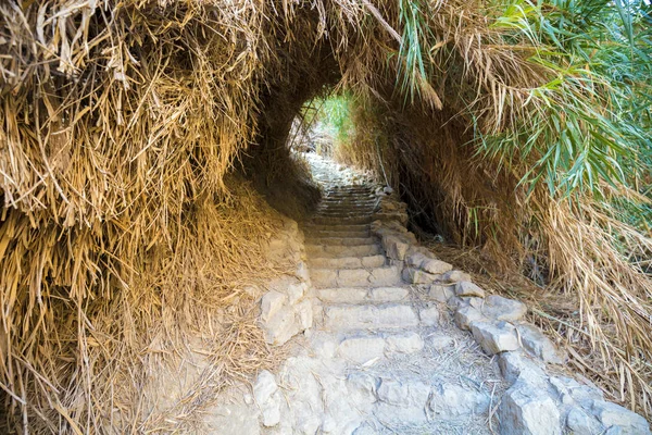 Oásis Deserto Tonel Natural Bambu Reserva Natural Ein Gedi Israel — Fotografia de Stock
