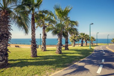 Palmiye ağaçları ile gezi. Netanya. İsrail