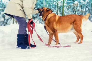 Bir kadın köpek tasma kışın karda tutar