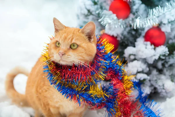 雪にクリスマス ツリーの飾りと遊ぶ子猫 — ストック写真