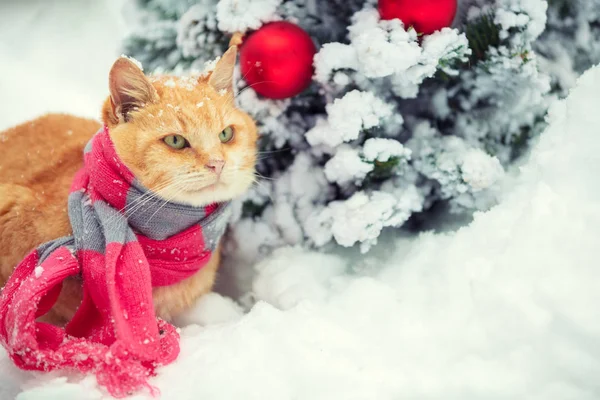 Portrait Red Cat Wearing Scarf Snowy Fir Tree Cat Sitting — Stock Photo, Image