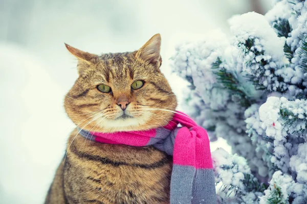 積雪のモミの木の近くのスカーフを身に着けている猫の肖像画 猫に座って屋外で冬 — ストック写真