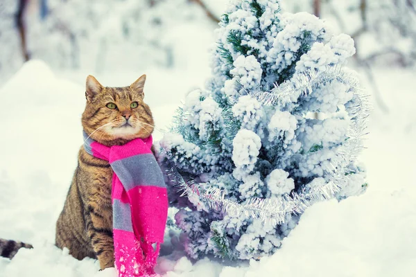 在雪杉木附近戴围巾的猫的肖像 冬天坐在户外的猫 — 图库照片