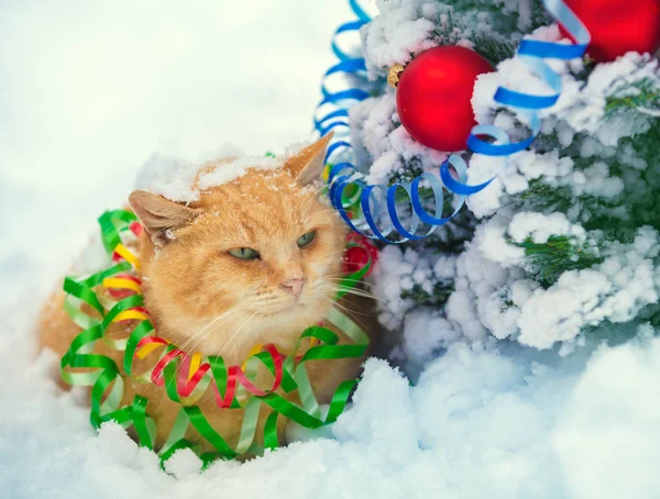 カラフルなストリーマーに巻き込まれ赤猫の肖像画 屋外の雪の中を歩く猫 — ストック写真