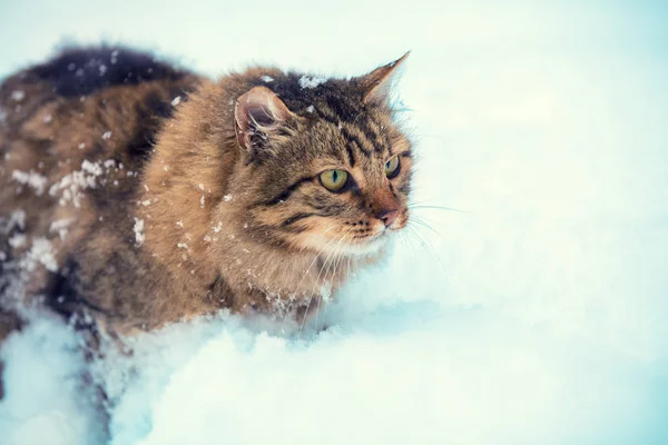 Söt Sibirisk Katt Promenader Snö — Stockfoto
