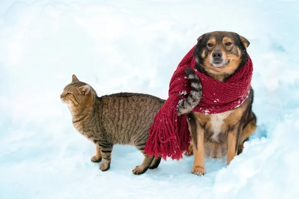 Porträtt Hund Och Katt Utomhus Snörik Vinter Hunden Med Den — Stockfoto