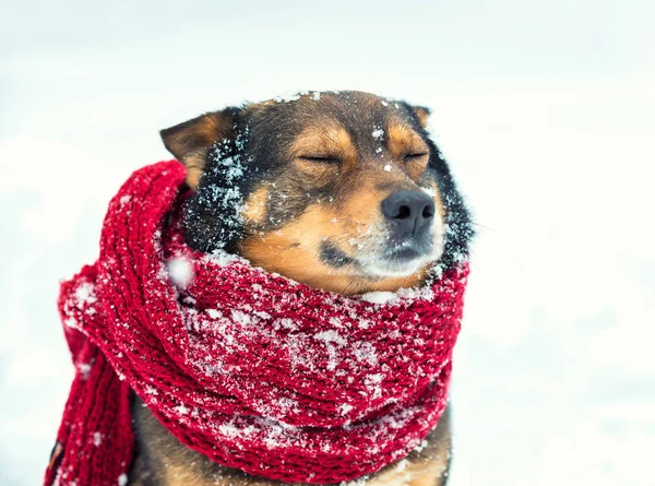 Portrait Dog Knitted Scarf Tied Neck Walking Blizzard Forest — Stock Photo, Image