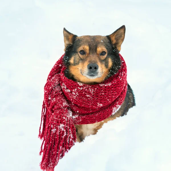 狗用针织围巾的画像挂在颈项在暴雪在森林里散步 — 图库照片
