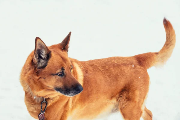 Porträt Eines Gelben Hundes Wald Verschneiten Winter — Stockfoto